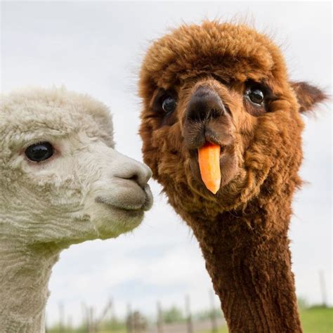 Cute and funny alpaca couple tries to learn their baby alpaca to eat ...