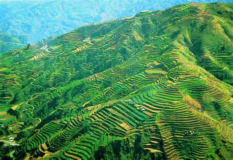 LANDMARK LEGENDS: Banaue Rice Terraces, Benguet