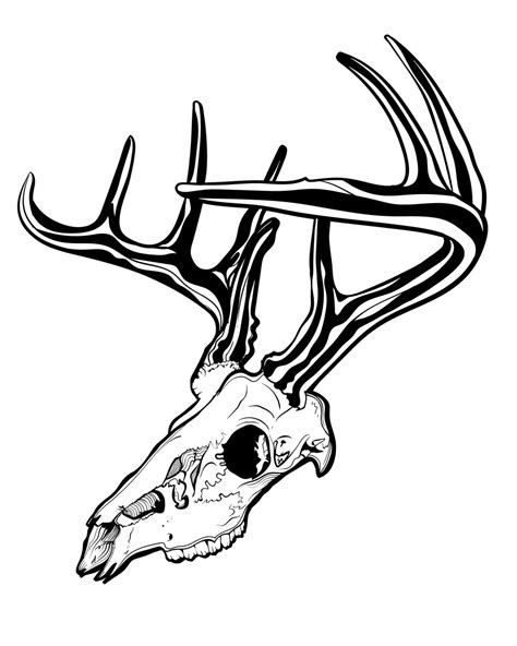 Deer Skull — CODY JOHNSON | Deer skulls, Line art