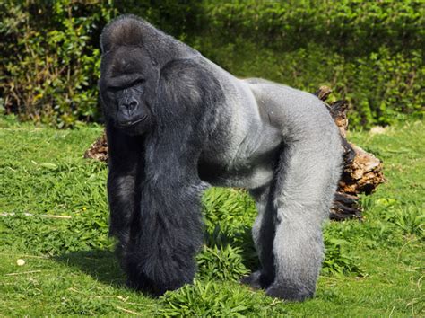 Gorilla Facts | Live Science