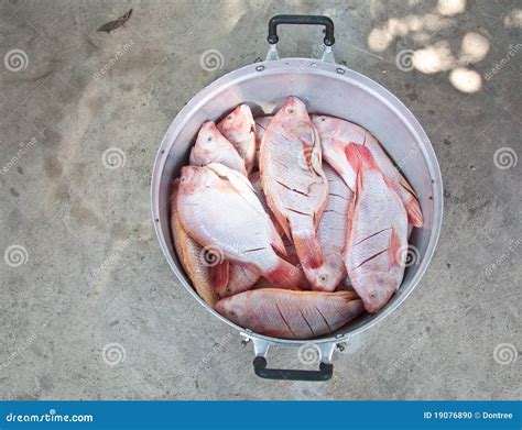 Fish in a pot stock photo. Image of scatter, asia, salad - 19076890