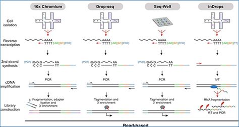 Systematic comparison of single-cell and single-nucleus RNA-sequencing ...