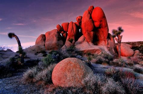 Joshua Tree National Park Has Reopened, Here's What You Need To Know