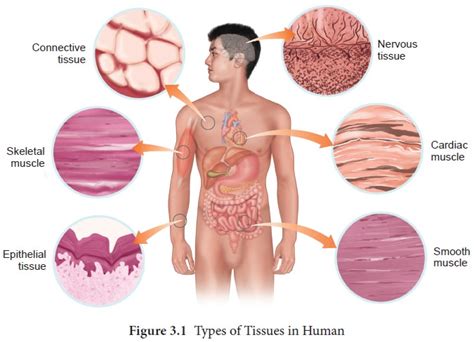 Epithelial Tissue - Zoology