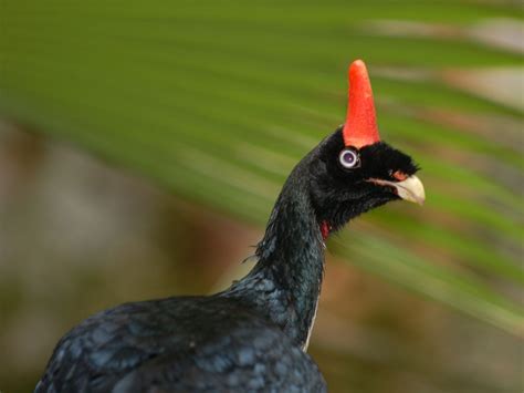 Horned Guan | The Life of Animals