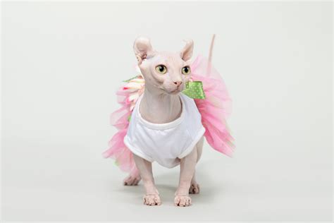 Dwelf Cat: 13 Things to Know About This Hairless Elf Breed