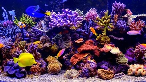 coral reef fish #reef #fish #aquarium #1080P #wallpaper #hdwallpaper # ...