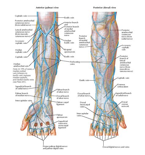 Cutaneous Nerves and Superficial Veins of Forearm and Hand Anatomy ...