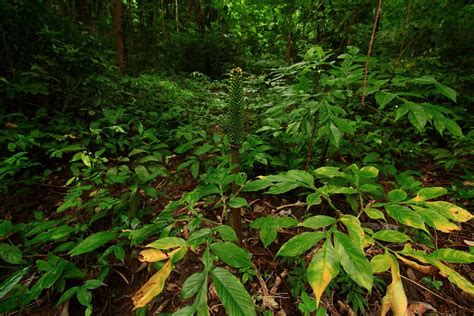 Duties of Forest Chief Who Said Andamans Road Project Didn't Have ...