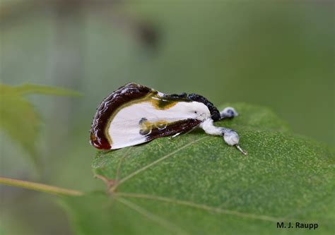 Bird droppings? Nope, clever moths and caterpillars looking like poop ...