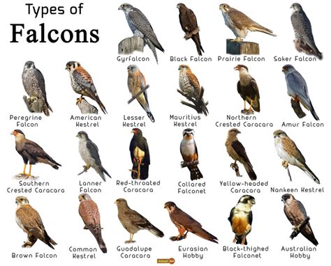 Falcon Facts, Types, Classification, Habitat, Diet, Adaptations | Pet ...