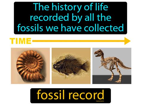 Top 49+ imagen the fossil record - Abzlocal.mx