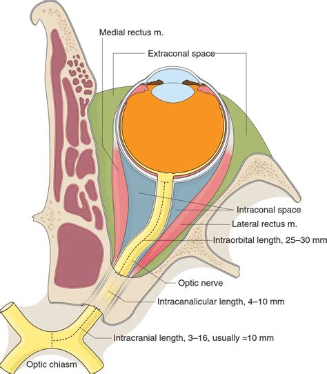 Optic Nerve