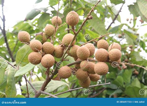 Longan Fruit on Tree in Farm Stock Image - Image of thai, white: 285697733