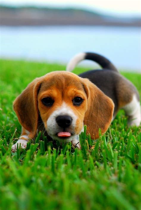 A Class Beagle | Cute beagles, Beagle puppy, Puppies