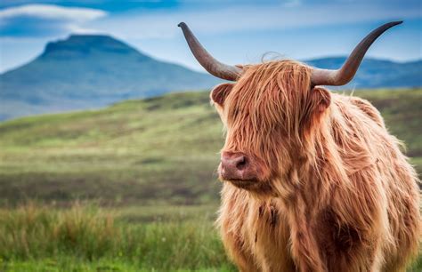 Scottish Wildlife: Animal Species Situated in Scotland - Arbtech