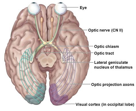 Human Eye Anatomy - Parts of the Eye and Structure of the Human Eye