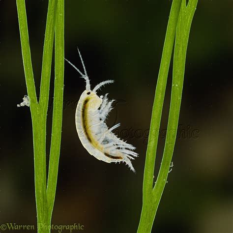 Freshwater Shrimp photo WP16346