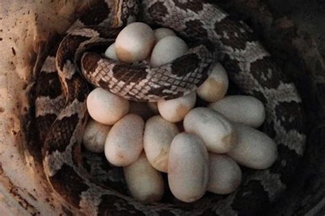 How to Breed Corn Snakes and Make Babies! (Guide)