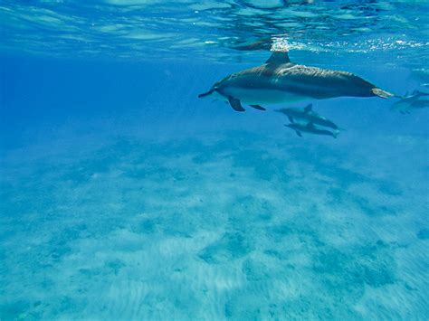 The MOST DETAILED Guide On Snorkeling At Electric Beach On Oahu