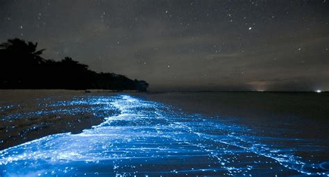 Bioluminescent Beach Phenomenon in the Maldives | Airpaz Blog