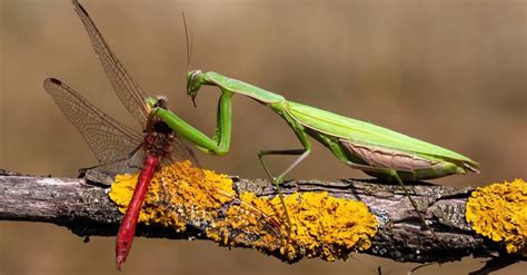 Do Praying Mantises Bite? - A-Z Animals