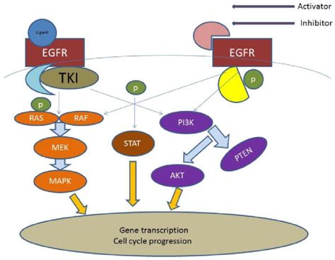 EGFR; Epidermal Growth Factor, AKT; kinase-interacting protein1, PTEN ...