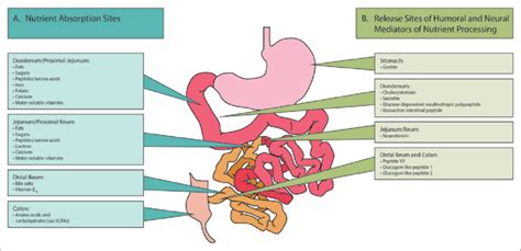 (A) Site-specific absorption of dietary nutrients. 2,38 (B) Location of ...