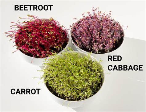 What Are Microgreens - Types, Benefits, FAQ | BackyardDigs