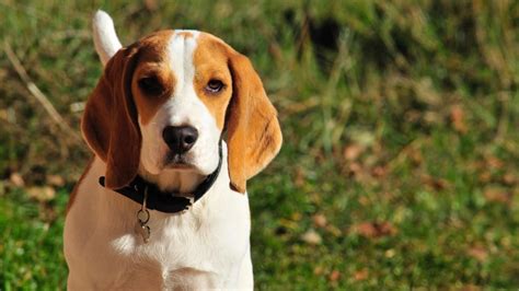 Beagle Mix Breeds - A Guide To the Different Crosses - Animal Corner