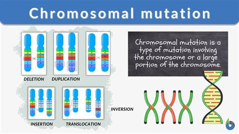 Genetic Mutation Types