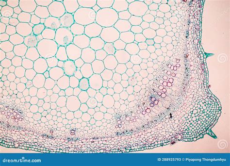 Plant Tissues Under the Microscope in the Laboratory. Stock Image ...