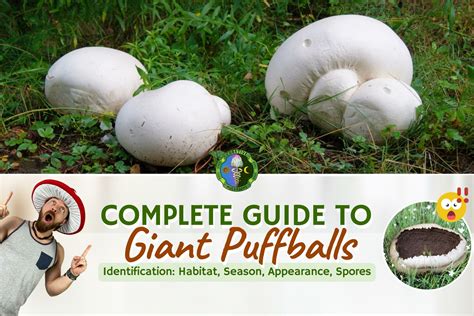 Giant Puffball Mushrooms Identification | Calvatia Gigantea