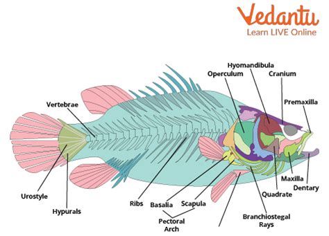 Fish Skeletal System - Structure, Types, Parts and Functions