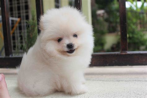 LovelyPuppy: Super Quality White Pomeranian Puppy With MKA Cert (Sold)