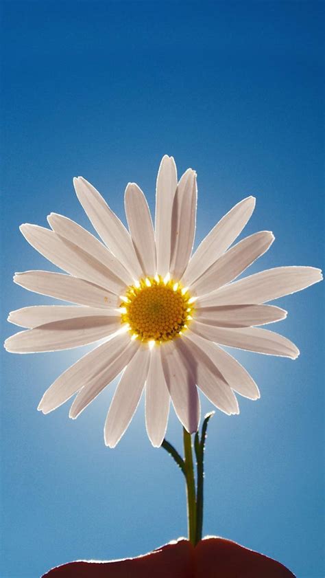 Iphone Daisy Flower Wallpaper Hd - apple-patch