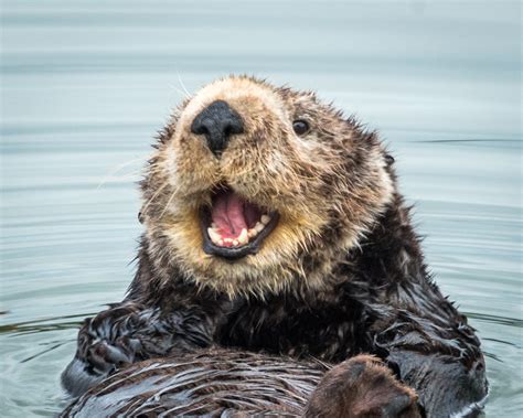 Sea Otter Fun Facts | National Marine Sanctuary Foundation