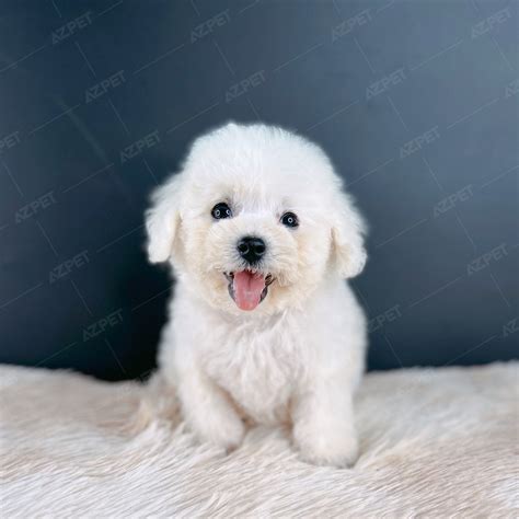 Bán Chó Poodle Thuần Chủng - Bảo Hành Toàn Diện 365 Ngày