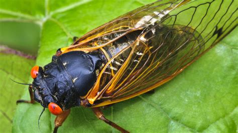 Meet…Brood X Cicadas