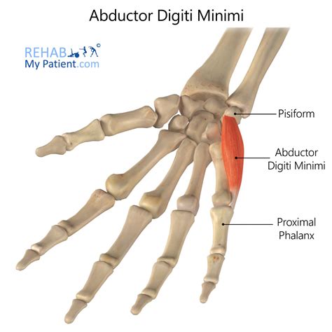 Abductor Digiti Minimi (Hand) | Rehab My Patient