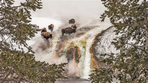 Winter in Yellowstone National Park What to do and where to stay.