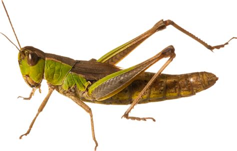 Grasshopper PNG