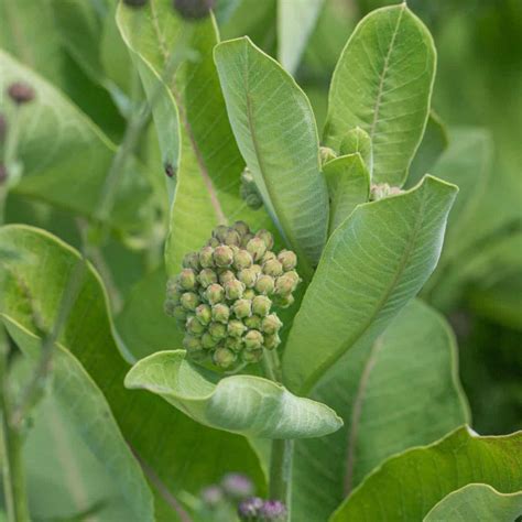 Forager's Guide to Milkweed