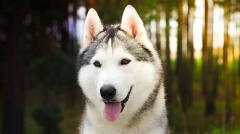 White Husky Wallpapers - Top Free White Husky Backgrounds - WallpaperAccess