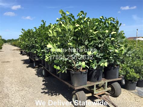 Clusia Hedge Nursery | Florida plants, Clusia, Plants