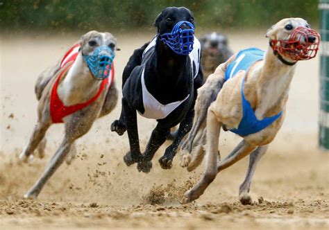 Greyhound Racing Calendar 2024 - Chinese Calendar 2024