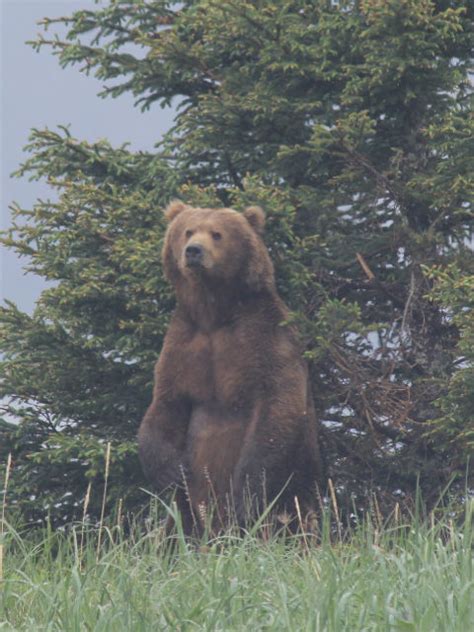 Alaska Bear Watching Tours By Boat In Chinitna Bay & Katmai National Park