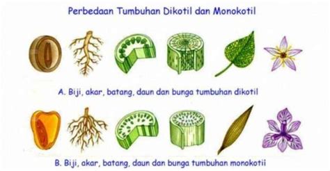 Susunan Tulang Daun Pada Tumbuhan Dikotil Adalah - Mencari Soal