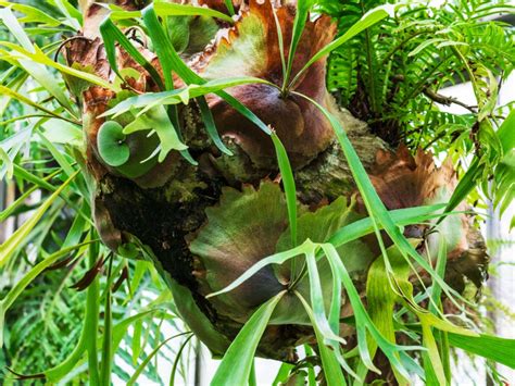 Staghorn Fern Pup Propagation - What To Do With Staghorn Fern Pups