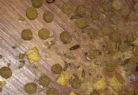 Carpet Beetle Larvae Infestation - What's That Bug?